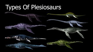 Types Of Plesiosaurs [upl. by Aenehs]