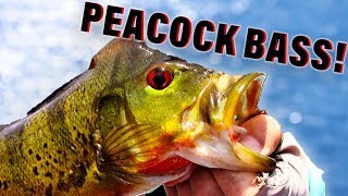 How to Fish for Peacock Bass Beginners Guide 🐟 [upl. by Grenier756]