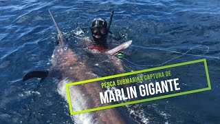 🦈✅🔝Pesca Submarina Marlin GIGANTE de 181kg en Ecuador🔝Spearfishing 400lb Black Marlin 😱SUSCRIBETE [upl. by Annaeirb922]