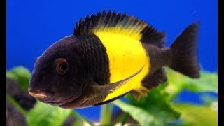 Tropheus ikola breeding and fry 4K Quality [upl. by Haven41]