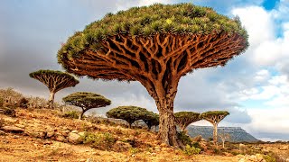 Yemens Extraordinary LostWorld Island  Socotra Island of Dragons Blood [upl. by Lecram]