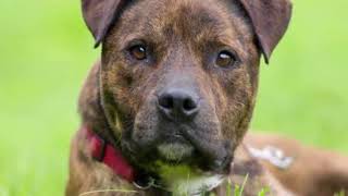 10 Things You Need to Know About Brindle Pit Bulls [upl. by Nevaeh]