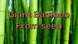 Growing Giant Bamboo from Seed  Phyllostachys pubescens [upl. by Ebonee]