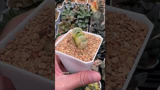 Haworthia Truncata cv Midori No Shima X Best Blue Var haworthia plants succulents plantlover [upl. by Eiliak907]