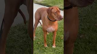 Ridgeback Nala and coyotes at sunset [upl. by Snevets]