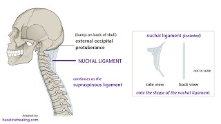 Anatomy of the Ligamentum Nuchae Description origin insertion and Function [upl. by Malin]