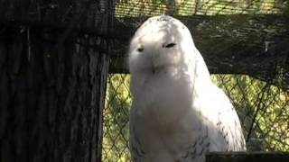 Snowy Owl Hooting [upl. by Phillipp]