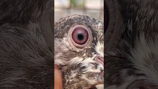 DUBWALA O KALI KA PHATTA FOR SELL pigeonpigeon shots viralvideo [upl. by Loziram]