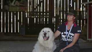 GREAT PYRENEES LIVESTOCK GUARDIAN IN ACTION [upl. by Art35]