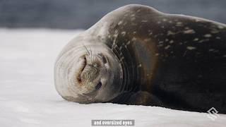 Wildlife in Antarctica The 4 Types of Seals You Will See on Your Antarctica Trip [upl. by Heidy]