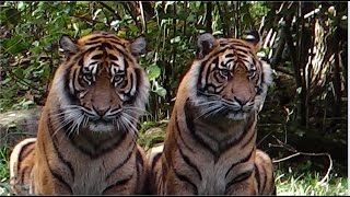 SumatraTiger  Persischer Leopard  Augsburg Zoo [upl. by Nellir94]