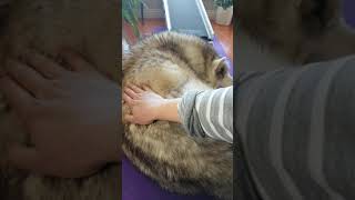 How to do Passive Range of Motion Exercises with Pets [upl. by Nicol348]