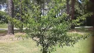 Methley plum tree two year update Gardening with Susie TLC [upl. by Akcirderf]