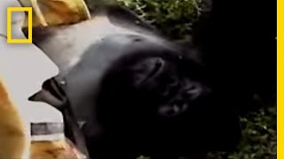 Gorilla Murders  National Geographic [upl. by Wind]