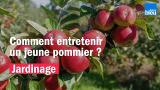 Comment entretenir un jeune pommier [upl. by Alyahsat]