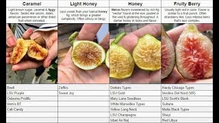 The Different Types of Figs Flavors Explained [upl. by Mozes212]