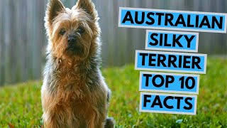 Australian Silky Terrier  TOP 10 Interesting Facts [upl. by Lucienne]