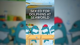 Sex Ed for Dolphins at SeaWorld shortsvideo [upl. by Eliathan]