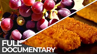 The WAY of our FOOD  Food Production Processes  Free Documentary [upl. by Nibaj]