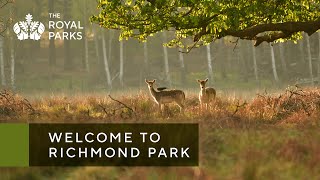 Discover Richmond Park one of London’s Royal Parks [upl. by Giulietta849]