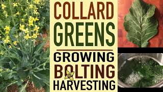 COLLARD GREENS  Growing bolting and harvesting  Thyme2Grow [upl. by Garcia574]