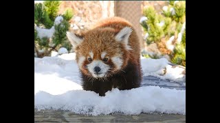 OKC Zoo Red Panda Cam WATCH LIVE NOW [upl. by Siusan]