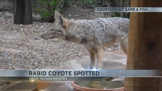 Suspected rabid coyote spotted on Tucsons west side [upl. by Alaecim]