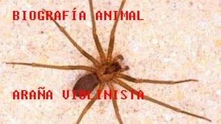 Biografía Animal  Araña Violinista [upl. by Mulry760]