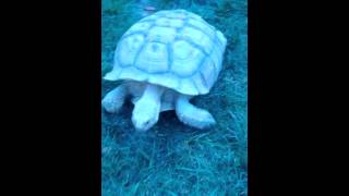 Sulcata Tortoise Homer running at WARP SPEED [upl. by Htebarual]