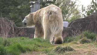 Detroit Zoo  Saving Wildlife Polar Bear Conservation [upl. by Artiek939]