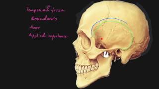 Temporal fossa explained [upl. by Gnuj]