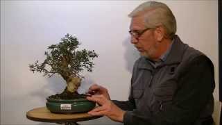 Bonsai Olea Oleaster Silvestris [upl. by Eniluqcaj]