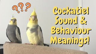 What Cockatiel Sounds amp Behaviours Mean  TheParrotTeacher [upl. by Naret]