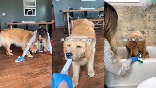 Life With a Golden Retriever [upl. by Lise885]