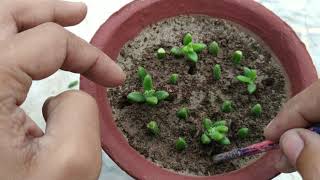 How to Grow Delosperma Echinatum from Cutting  Pickle Plant  Ice Plant  Succulent Propagation [upl. by Naejamron]