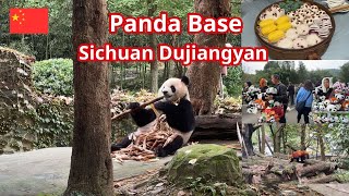 Dujiangyan Panda Base Sichuan China Cuddles and Conservation 都江堰大熊猫基地 [upl. by Earleen217]