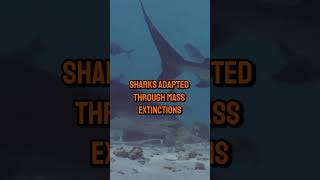 The Evolution of Sharks 400 Million Years of Resilience [upl. by Jacobba]