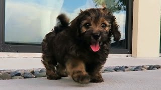 A NEW PUPPY Super Cooper Sunday 67 [upl. by Annawahs]