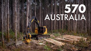 Tigercat 570 Harvesting Head in action in Australia [upl. by Yvette]