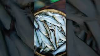 ১৫০০ টাকায় নদীর ১ খাচি মাছ বিক্রি হলো দেখুন। Shorts Mawaghat Fish market mawa ghat [upl. by Etsirhc]