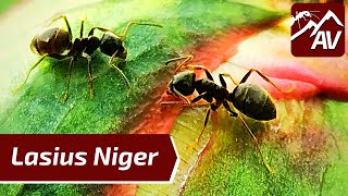 Lasius Niger The Black Garden Ants  1 Year Colony Update [upl. by Evad]