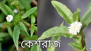 কেশরাজ গাছের গুনাগুন।False Daisy  Eclipta Alba [upl. by Snashall]