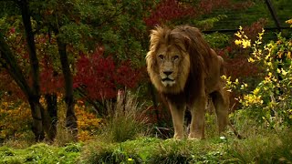 Zoo de Vincennes  le parc tout confort pour un hiver au chaud [upl. by Alberto385]