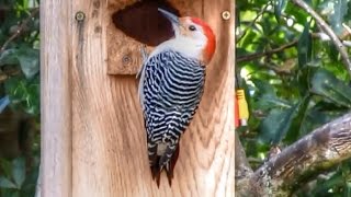 Red Bellied Woodpecker in Flight [upl. by Aneri203]