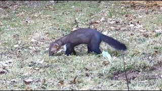 Mating Stone Martens Marten behaviour and noises [upl. by Hsevahb]