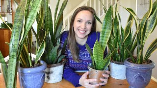 Snake Plant Care  Sanseveria Care Guide Light Water Temperature Propagation Problems [upl. by Carson]