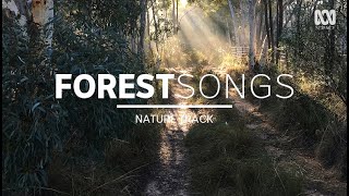 Bush sounds birdsong in Australia — sleep music 2 hours  Nature Track [upl. by Sinclare]