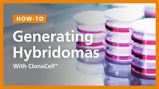 ClonaCell™ Hybridoma Generation Protocol Using SemiSolid Cloning [upl. by Elletnuahc319]