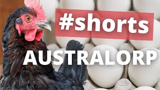 Australorp Chicken Facts  shorts [upl. by Sigismundo]