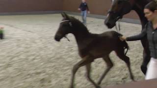 wwwdressurstallsandbrinkde 2016 Blue Hors St Schufro stallion as a foal [upl. by Borreri638]